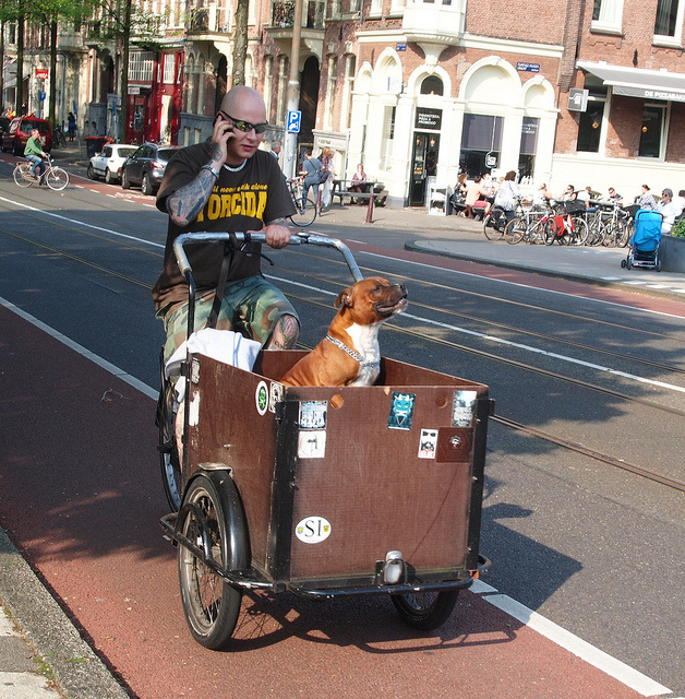 dogs in amsterdam